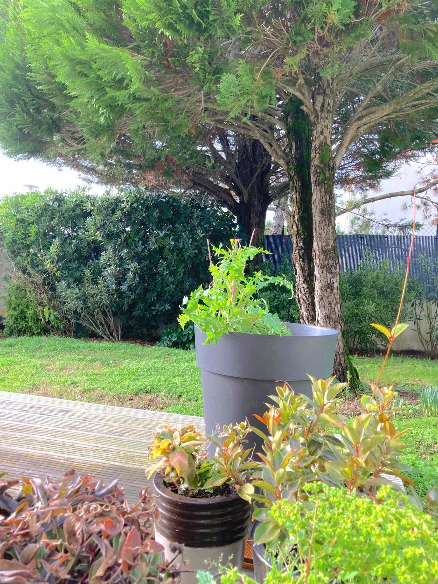 Maison Centre Ville Avec Jardin , Terrasse, Et Garage Velos La Rochelle  Eksteriør bilde